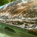 Vesline Real Canvas Matt 260 E (1,27x30m)